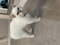 Kısırlaştırılmış 7 aylık british shorthair çok akıllı