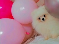Mükemmel kalitede bir yavru pomeranian ultra mini boy