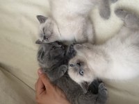 British shorthair yavrularımız yuvalarına gitmeye hazır