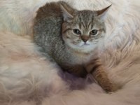 British shorthair yavrularımız