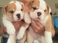 MÜKEMMEL KALİTE İNGİLİZ BULLDOG YARILARIMIZ