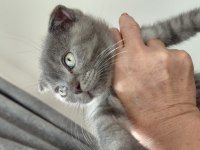 1 tane scottish fold kedimiz 1 tane british shorthair kedimi