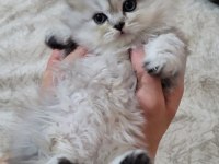British longhair yavru kedimiz
