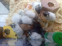 Yavru ve yetişkin hamster