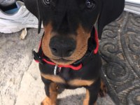 Ölümün Habercisi Doberman Köpeği