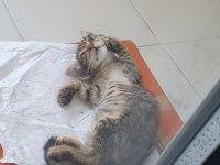 TEK GÖZLÜ TEKİR KIZIMIZA ACİL YUVA ARIYORUZ