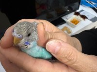4 aylık muhabbet kuşu dişimiz