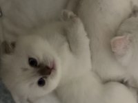 Scottish Fold