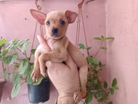 Mini pinscher yavrumuz