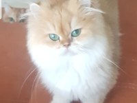 British longhair kedimiz