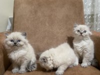 Dişi ve erkek british longhair bebeklerimiz