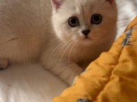 4 aylık british shorthair bütün malzemeleri ile verilecek