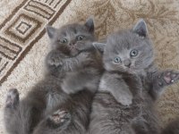 British shorthair yavrularım