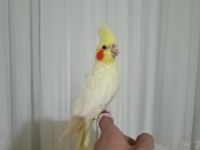 Ele alışkın yavru, yetişkin sultan papağanları
