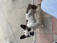 Fransız bulldog merle