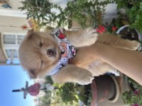 1 aylık Pomeranian dişi yavru