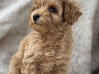 Poodle gibi maltipoo