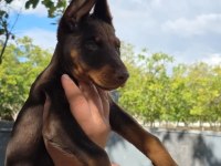 A++ KALİTE KÖPEKLERİMİZ