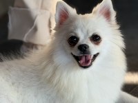 Kar beyazı spitz