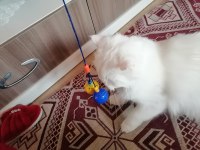 British shorthair lütfen bakıp geçme gerçek ailemi istiyorum