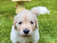 Bebek suratlı golden retriever bebeklerim