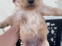 Golden retriever köpeği yavrularımız