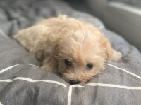 Burunsuz maltipoo teacup