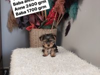 Kilo garantili yorkshire terrier yavrular