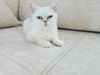 British shorthair