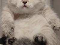 British Longhair Kedisi