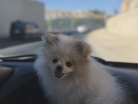 Pomeranian boo 3 aylık