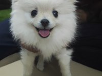 Pomeranian Boo yavrusu