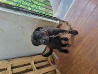 Ücretsiz sahiplendirilecek safkan cane corso