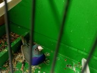 Bilezikli goldian finch mavi hazır takım