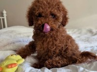 Orjinal Sağlık Garantili Ev Üretimi Toy Poodle