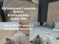 Kedimiz Efe Bey İçin Yuva Arıyoruz