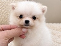 MİCRO MİNİ BOY DİŞİ POMERANİAN BOO