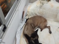 A kalite malinois siyah sevenlere