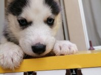 Renk Ve Anatomi Güzeli Sibirya Kurdu Husky Yavrular