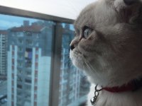 Scottish fold kedimiz sütlaça sıcak yuva