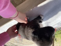 DİŞİ TATLI YAVRU KÖPEĞİMİZ