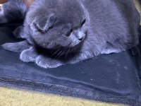 Scottish Fold British Shorthair Şapşik Kediler