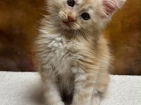 MCO erkek polydactyl wcf kayıtlı