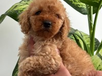 Orijinal toy poodle