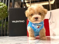 Korenin yakışıklısı 0 boy Maltipoo Maximilliano