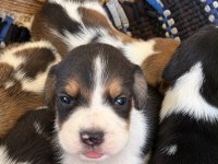Irk Ve Sağlık Garantili Beagle Yavrular