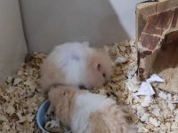 SURİYE TEDDY BEAR ERKEK VE DİŞİ HAMSTER