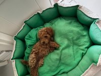 Teacup dişi Kore poodle