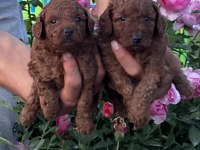 TOY POODLE VE MALTİPOO YAVRULARIMIZ