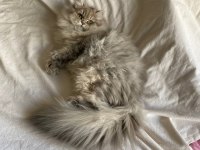 British longhair kartpostal mı gerçek mi
